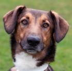 BELKO - Mix - 3 Jahre - Tierhilfe-Franken e. V.