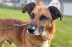 BAMBI - Mix - 6 Jahre - Tierhilfe-Franken e. V.