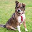 JESSCA - Mix - 3 Jahre - Tierhilfe-Franken e. V.