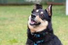 RICKY - Mix - 6Jahre - Tierhilfe-Franken e. V.