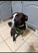 American Staffordshire Terrier