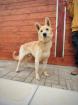 Bandit - freundlich lernwillig sozial