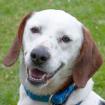 CORNY - Mix - 2 Jahre - Tierhilfe-Franken e. V.
