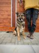 Lewis- ein toller Familienhund