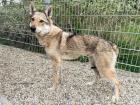 Ylva sucht Menschen mit Hundekenntnis